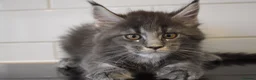 Maine Coon cats for sale: READY FOR COLLECTION  TICA registered kittens - Advert 34