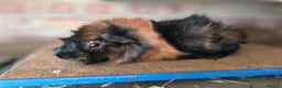 Guinea Pig rodents for sale: Guniea pigs for sale  - Advert 2
