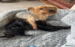 Yorkiepoo dogs for sale: YORKIPOO Yorkshire terrier and toy poodle mix - Image 6