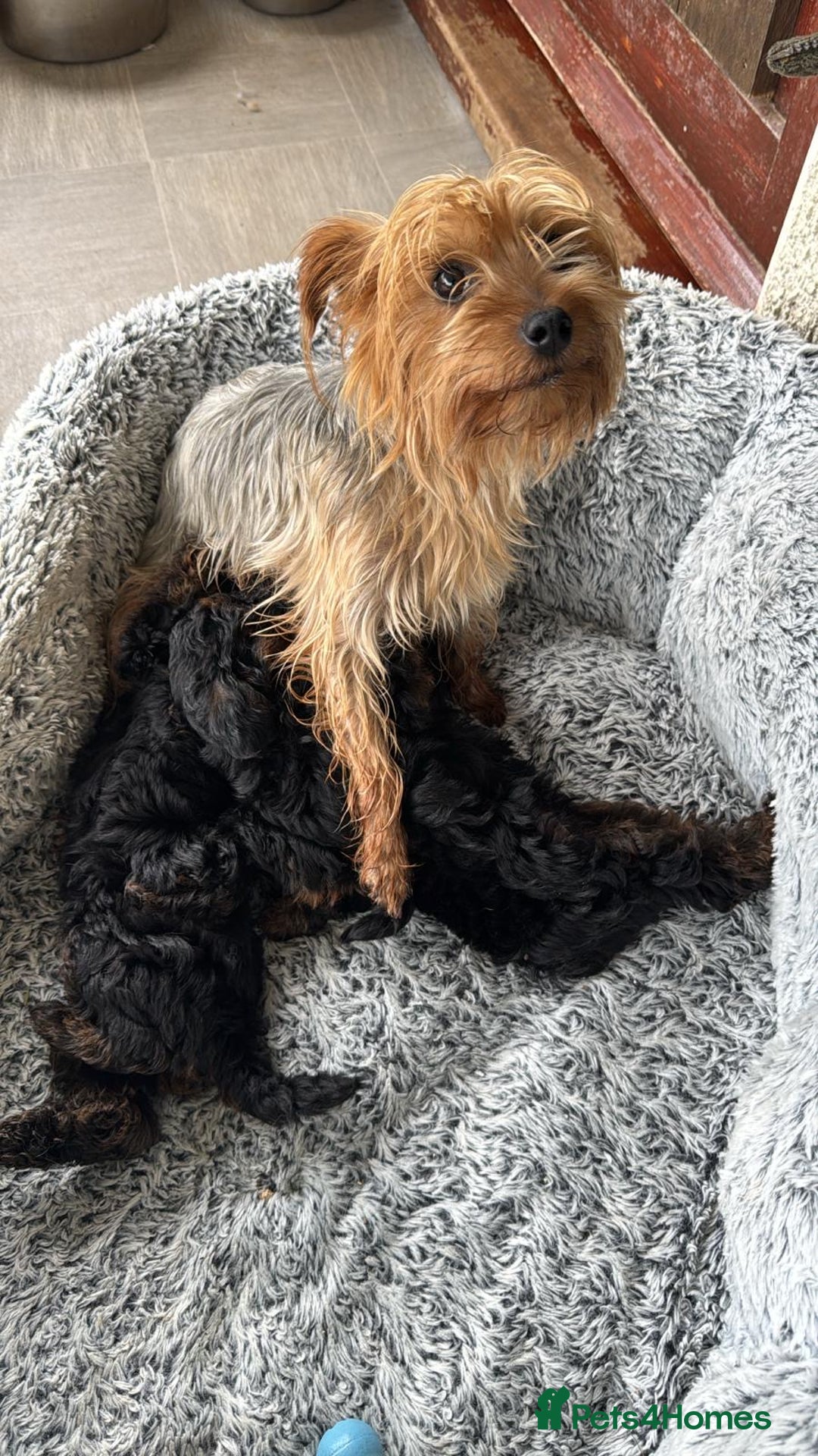 Yorkiepoo dogs for sale: YORKIPOO Yorkshire terrier and toy poodle mix - Image 6