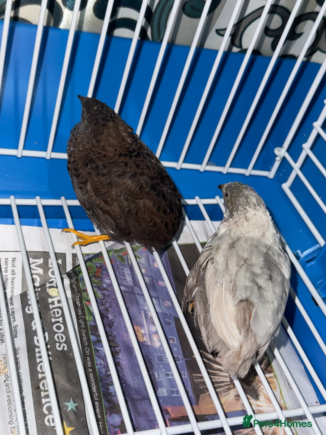 Mixed Breed birds for sale: Young pair of Quail Birds for Sale - Advert 2