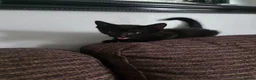 Mixed Breed cats for sale: Kittens looking for forever home. in Stowmarket - Advert 3