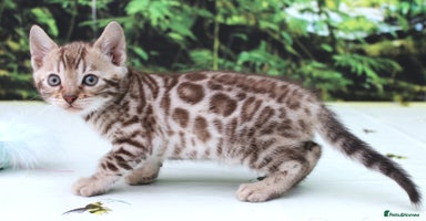 Bengal cats - Advert 15