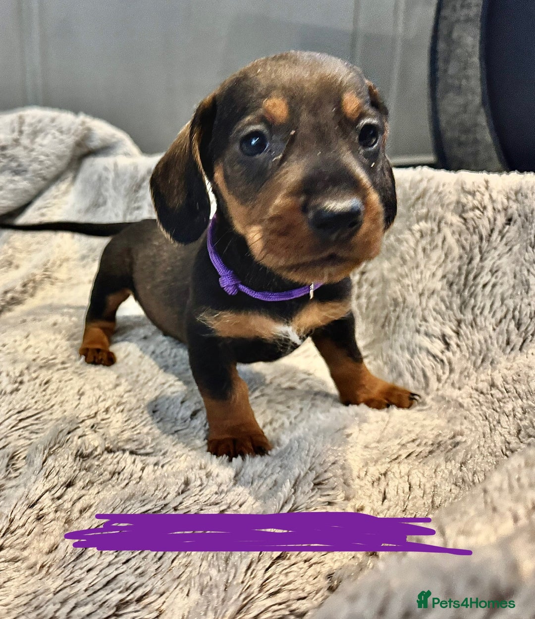 Dachshund dogs for sale: wirehaired dachshunds (teckels) - Image 15