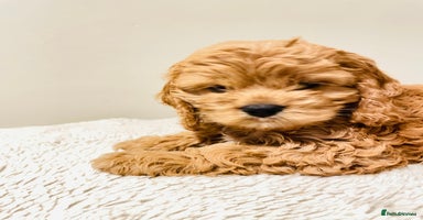 Cockapoo dogs Toy Yankee doodle boy puppy only American cockapoo - Advert 1