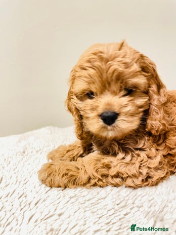 Cockapoo dogs - Advert 3