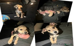 Lurcher dogs for sale: Lurcher pups - Advert 1