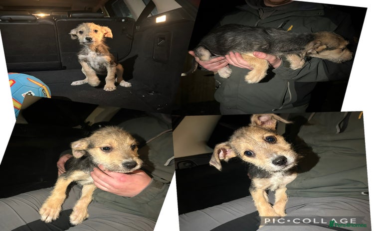 Lurcher dogs Lurcher pups - Advert 1