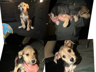 Lurcher dogs Lurcher pups - Advert 17