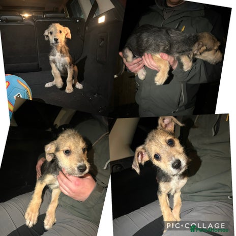 Lurcher dogs Lurcher pups - Advert 1