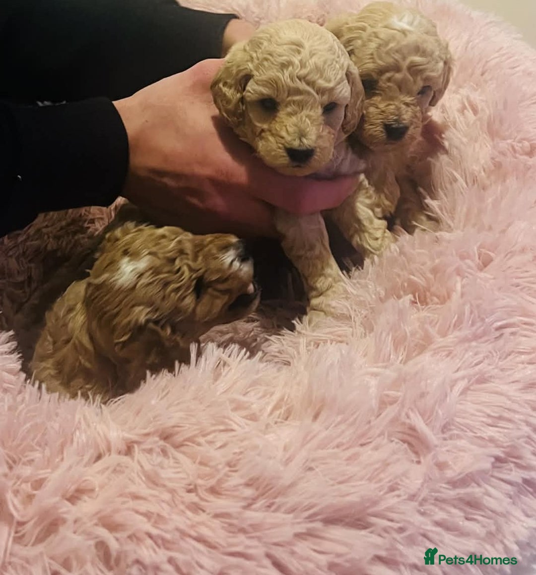 Maltipoo dogs for sale: Beautiful Maltipoo Puppies for Sale – 3 Boys - Advert 12