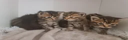 Mixed Breed cats for sale: 5 kittens for sale  - Advert 13