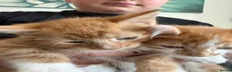 Mixed Breed cats for sale: Two ginger boys  - Advert 4