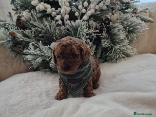 Toy Poodle dogs KC REG HEALTH TESTED TOY POODLE - Advert 6