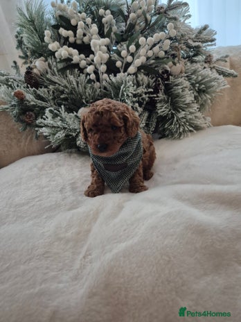 Toy Poodle dogs KC REG HEALTH TESTED TOY POODLE - Advert 1