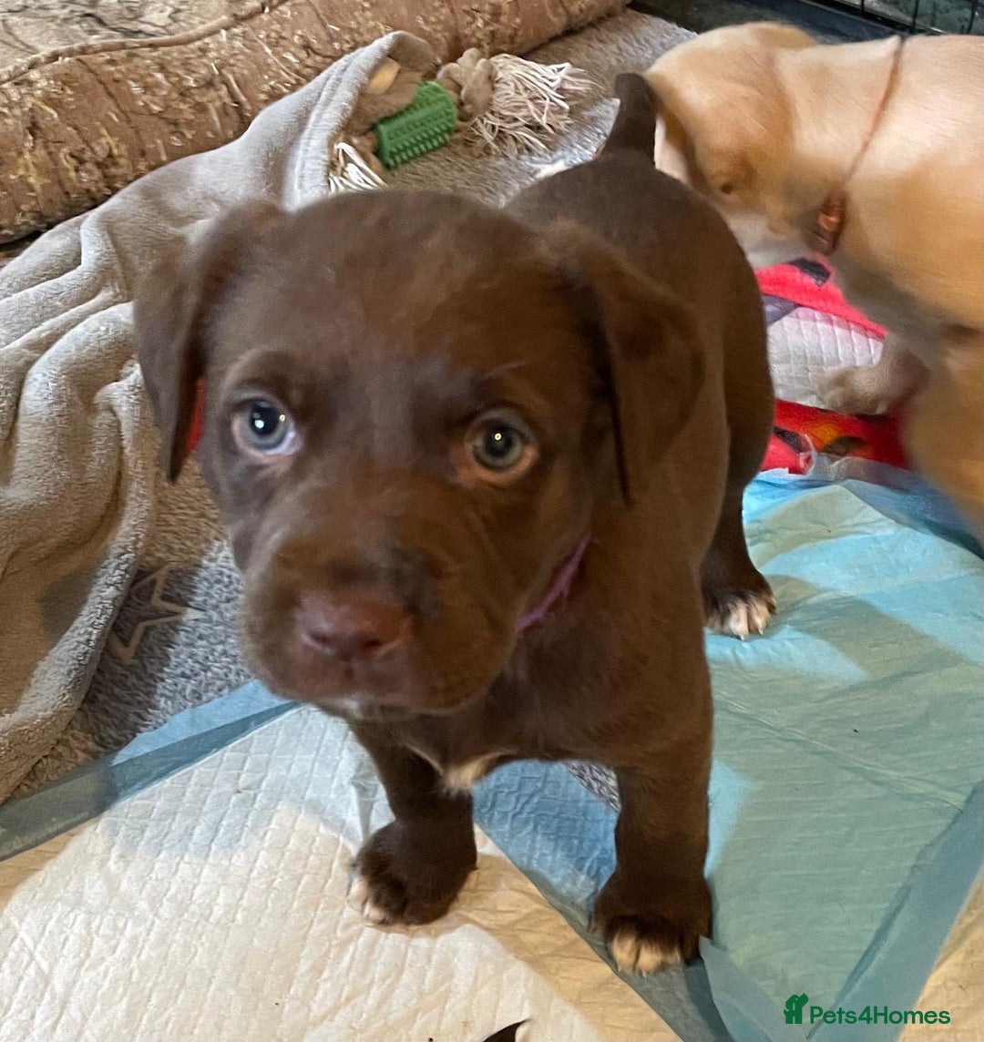 Labrador Retriever dogs for sale: Beautiful Labrador Puppies - Advert 11