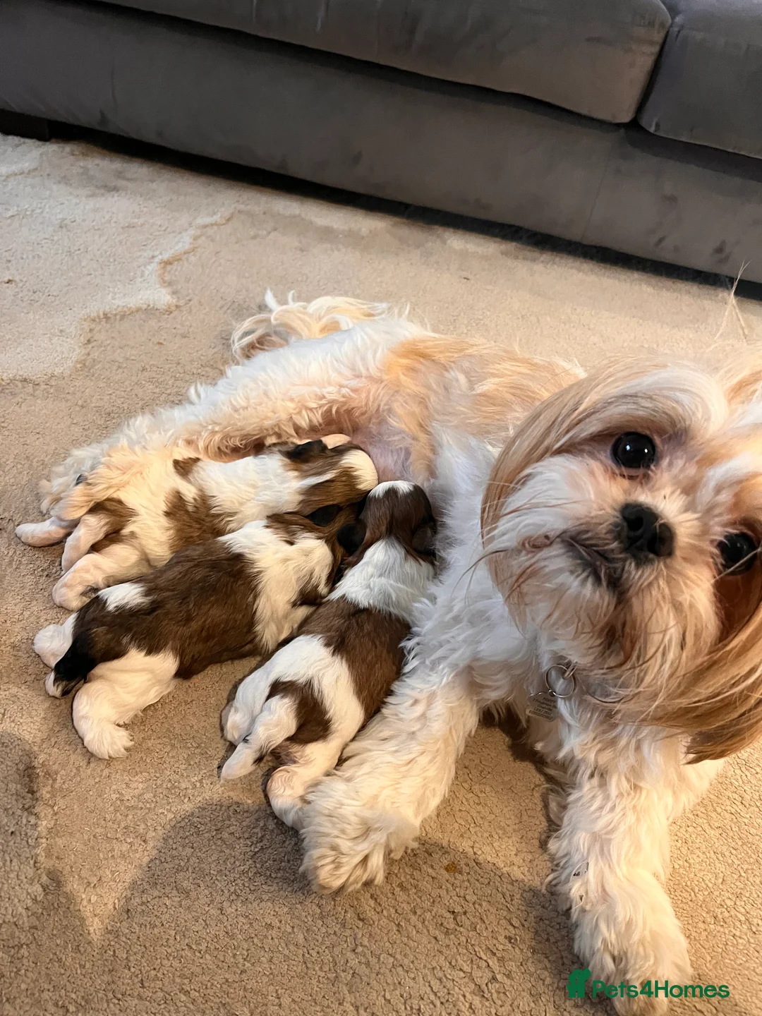 Shih Tzu dogs for sale: 🌟🐶Adorable Shih Tzu Puppies – 1 BOY 3 GIRLS🐶🌟 in Coalville - Advert 2