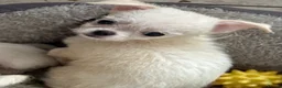 Mixed Breed dogs for sale: Maltese x chihuahua  - Advert 4