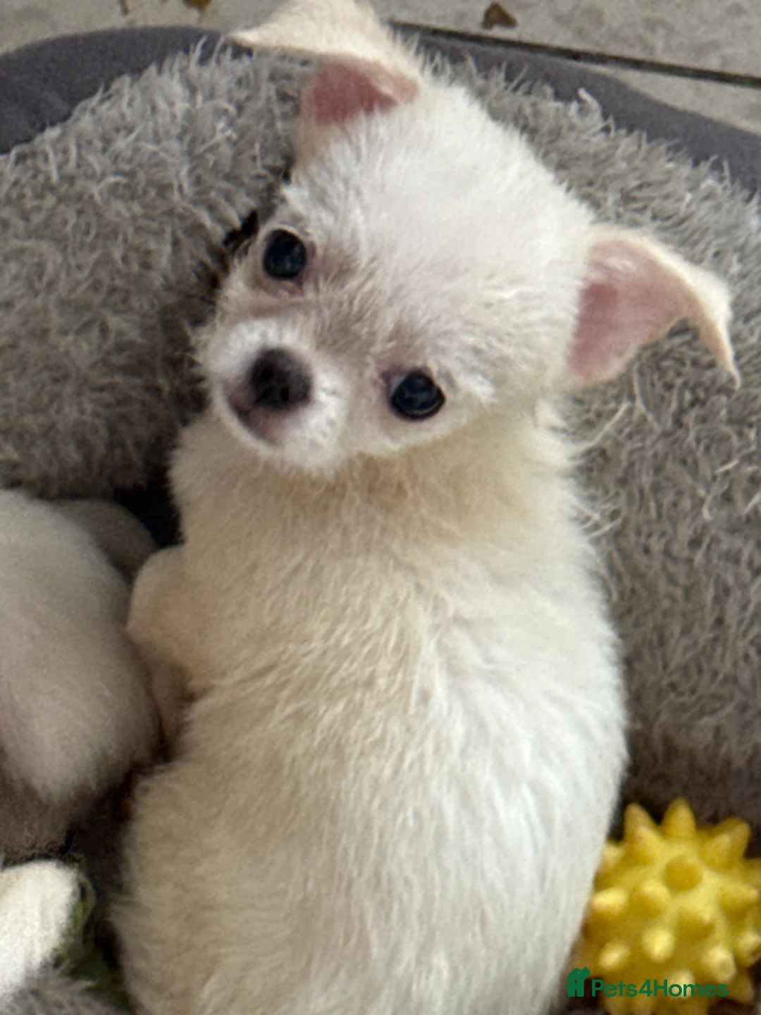 Mixed Breed dogs for sale: Maltese x chihuahua  - Advert 4