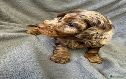Cockapoo dogs for sale: F1 cockerpoo puppies  - Image 11