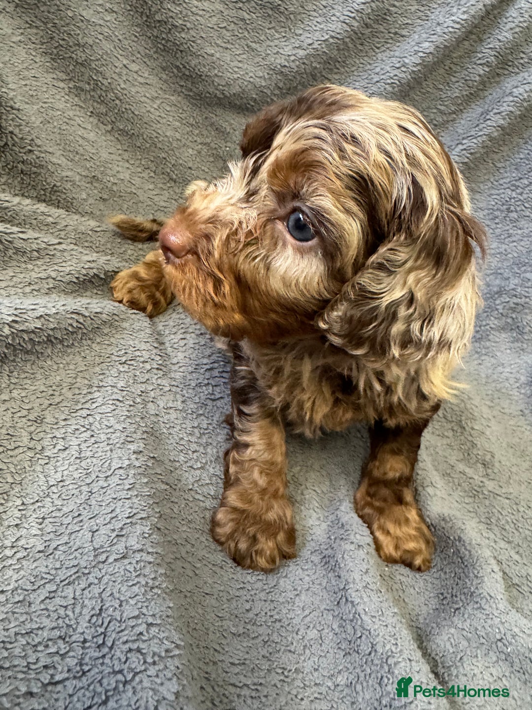 Cockapoo dogs for sale: F1 cockerpoo puppies  - Image 11