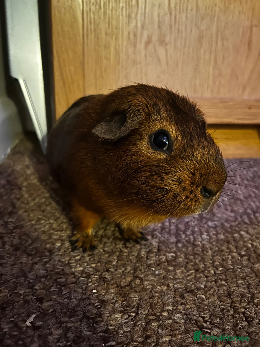 Guinea Pig rodents for sale: 3 Guinea Pigs for sale in London - Advert 1