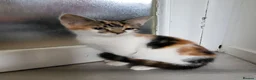 Mixed Breed cats for sale: Cute playful 9 weeks - Advert 7