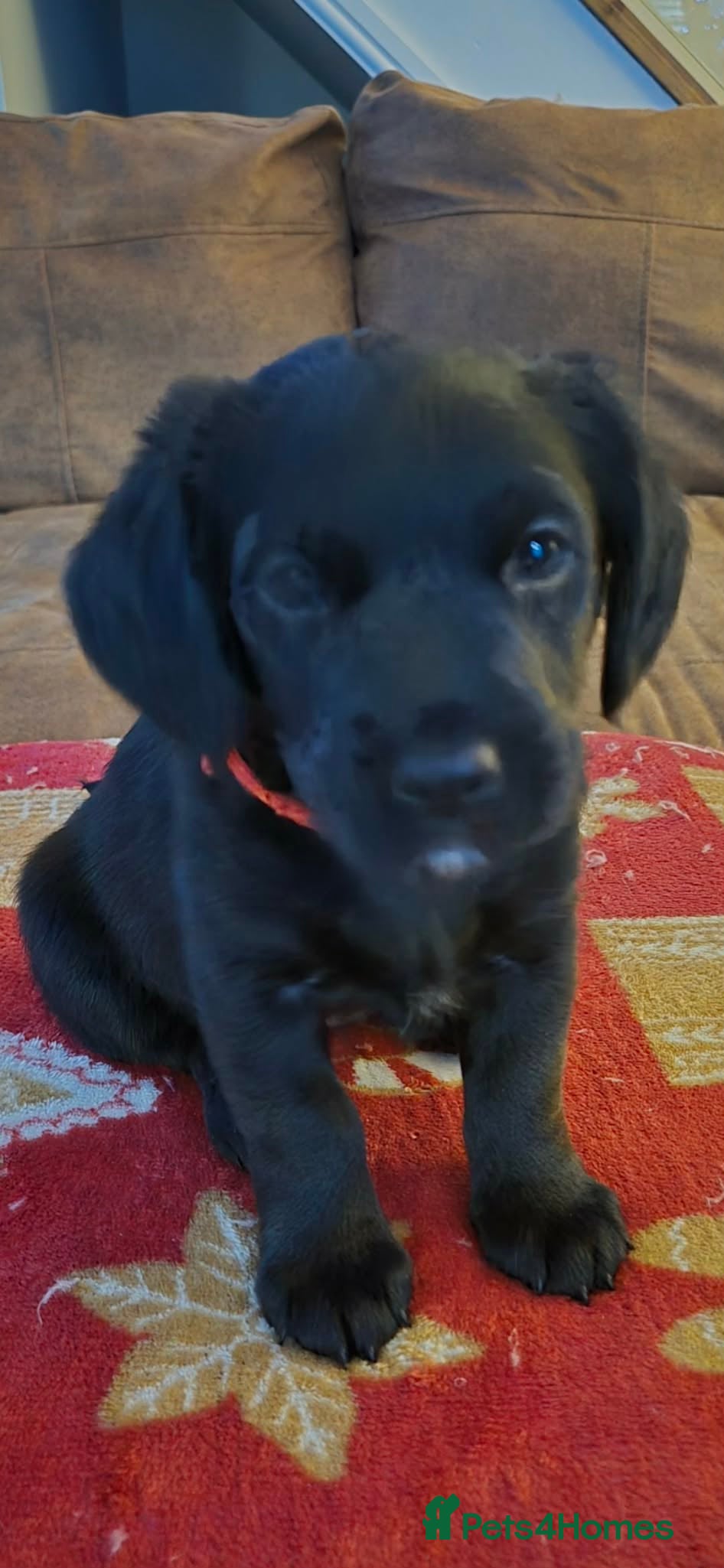 Yorkiepoo dogs Yorkiepoos - Advert 14