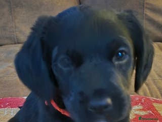 Yorkiepoo dogs Yorkiepoos - Advert 14