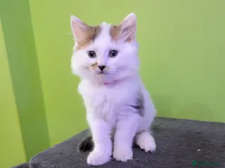 Siberian cats Siberian crossed kittens just girl left - Advert 1