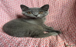 Brazilian Shorthair cats for sale: British shorthair 13 weeks old - Image 3