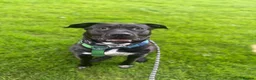 Mixed Breed dogs for sale: Lab Cross - Rehoming Our Beautiful Boy  - Advert 1