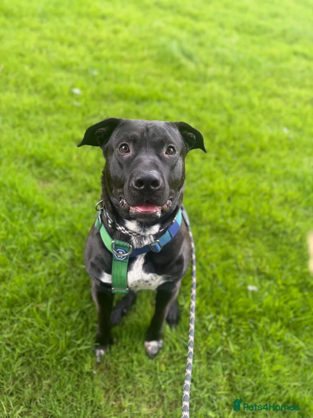 Mixed Breed dogs for sale: Lab Cross - Rehoming Our Beautiful Boy  - Advert 1