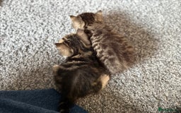 Exotic cats for sale: 4 beautiful exotic shorthair girls  - Image 20