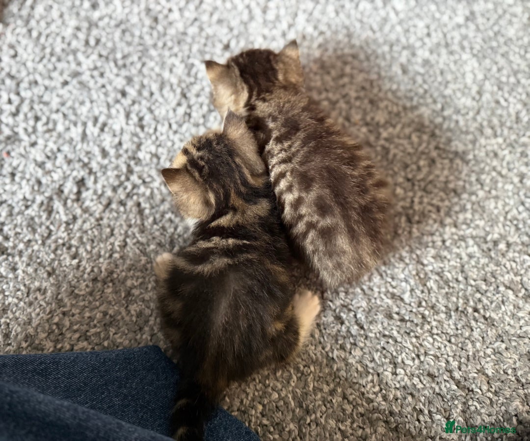 Exotic cats for sale: 4 beautiful exotic shorthair girls  - Image 20