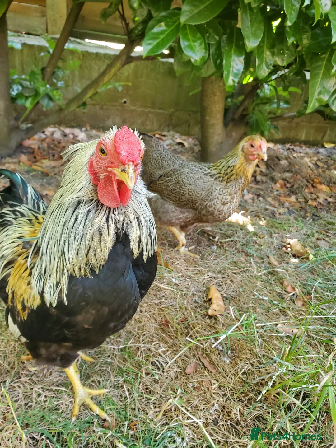 Chickens poultry for sale: Wyandotte Bantam Chicks & Growers  in Coulsdon - Advert 2