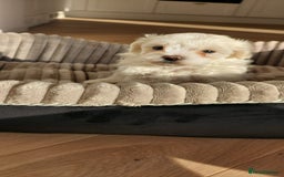 Maltipoo dogs for sale: Asian Teddy Toy Maltipoos  - Image 30