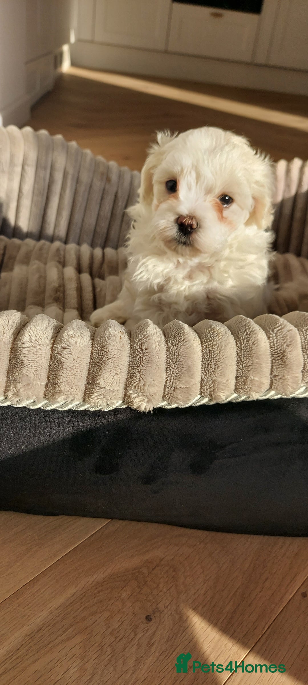 Maltipoo dogs for sale: Asian Teddy Toy Maltipoos  - Image 30