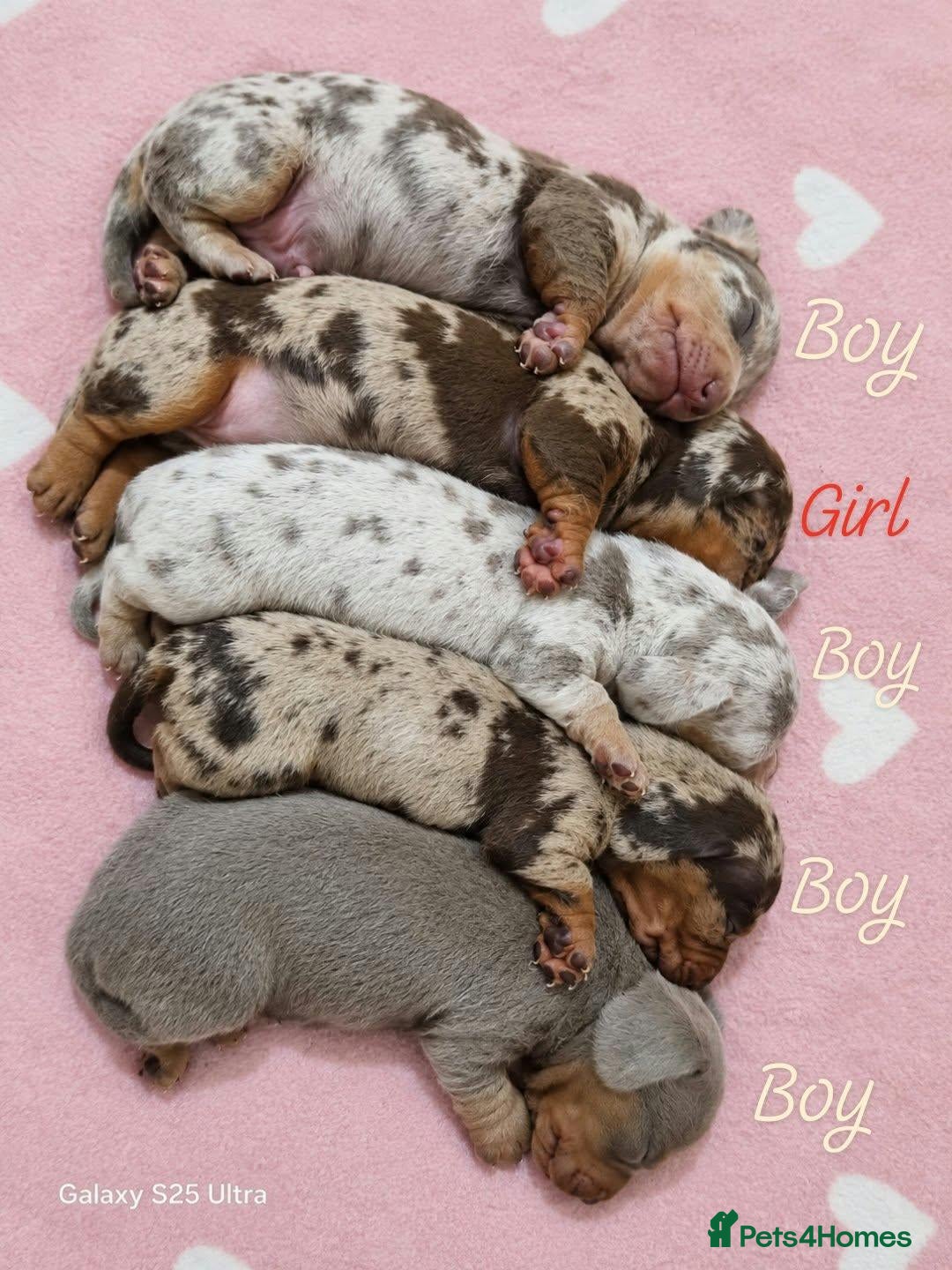 Miniature Dachshund dogs Stunning Dachshund Puppies❤️Reservations Now Open! - Advert 2