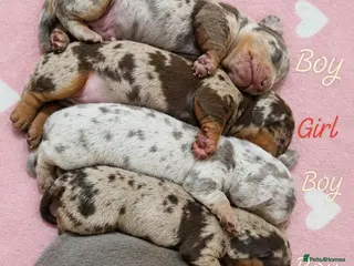 Miniature Dachshund dogs Stunning Dachshund Puppies❤️Reservations Now Open! - Advert 3
