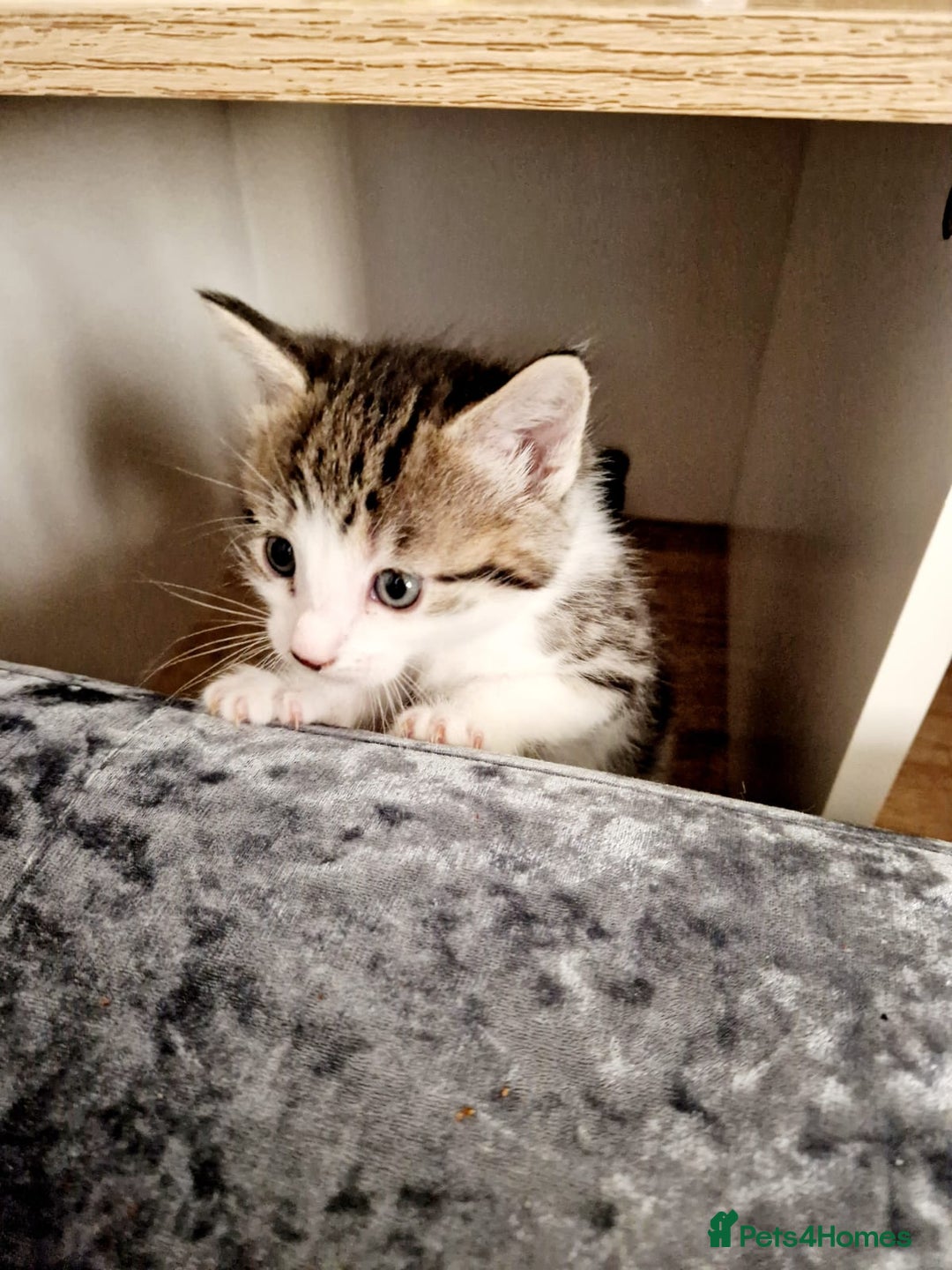 Siamese cats for sale: Loving, Energetic Mixed Siamese kittens for homes - Advert 5