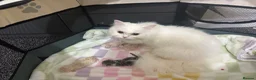 Persian cats for sale: Pure Persian - Advert 3