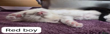 Zac