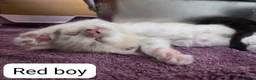 Maine Coon cats for sale: Outstanding TICA registered Maine Coon Kittens - Advert 19