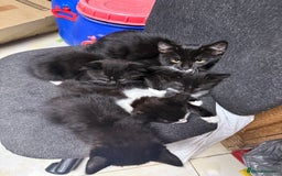 Korat cats for sale: KITTENS FOR FREE!!! NEED GONE ASAP! - Image 10
