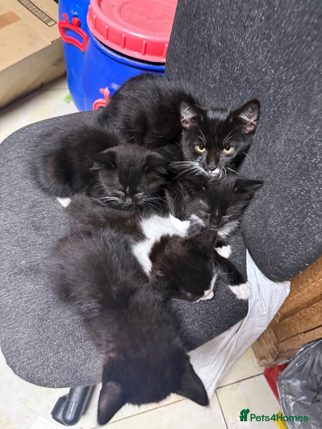 Korat cats for sale: KITTENS FOR FREE!!! NEED GONE ASAP! - Image 10