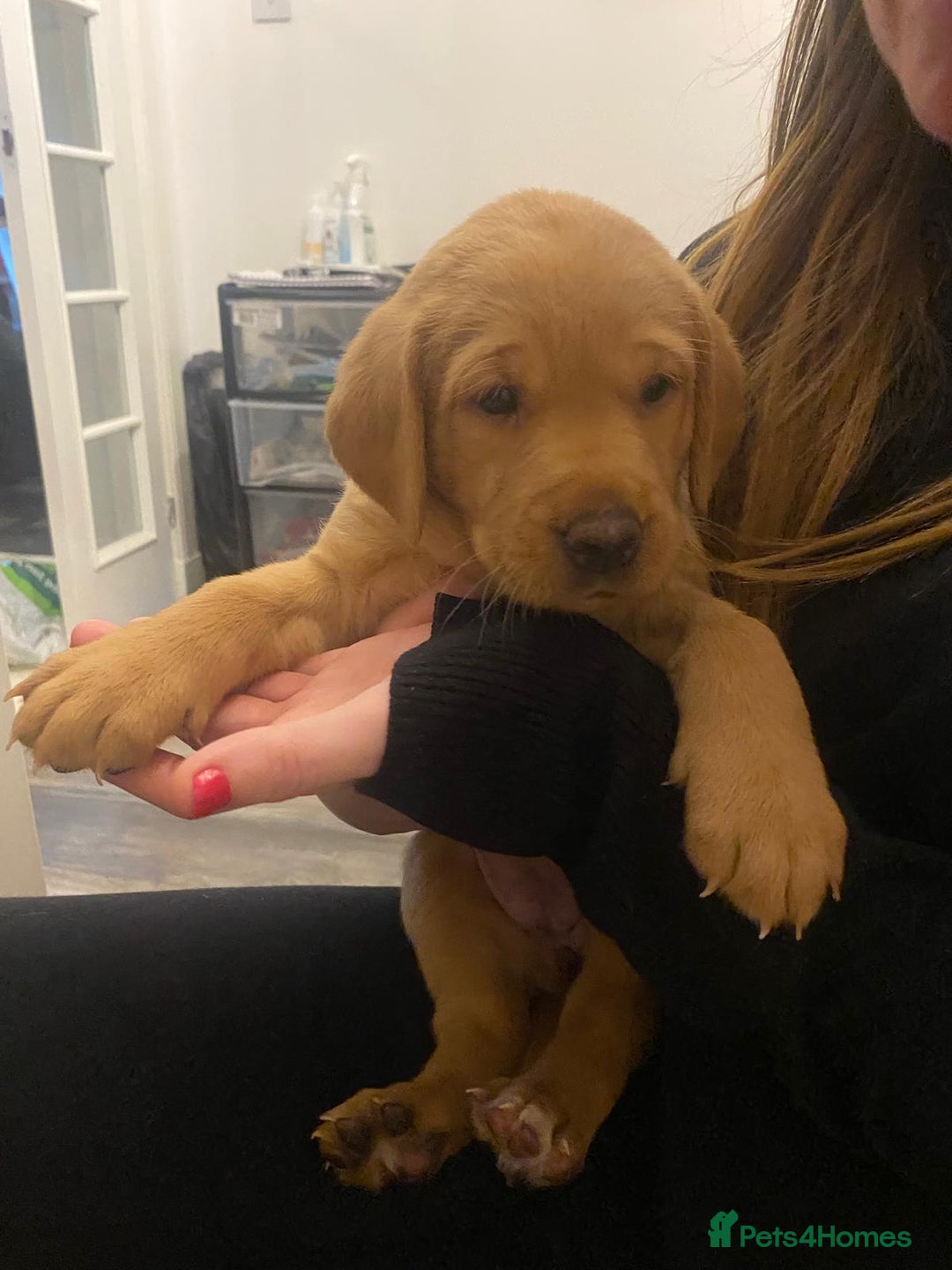 Labrador Retriever dogs for sale: Fox red labrador pups Glasgow  - Advert 35