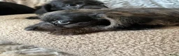 Doxiepoo dogs for sale: Ready to leave Doxiepoos, Jet Black girl and boy  - Advert 18