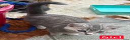 Mixed Breed cats for sale: 2 Grey Kittens  - Advert 18
