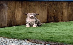 American Bulldog dogs for sale: American bull dogs  - Image 8